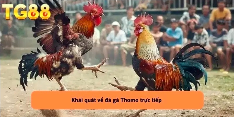 Khái quát về loại hình đá gà Thomo